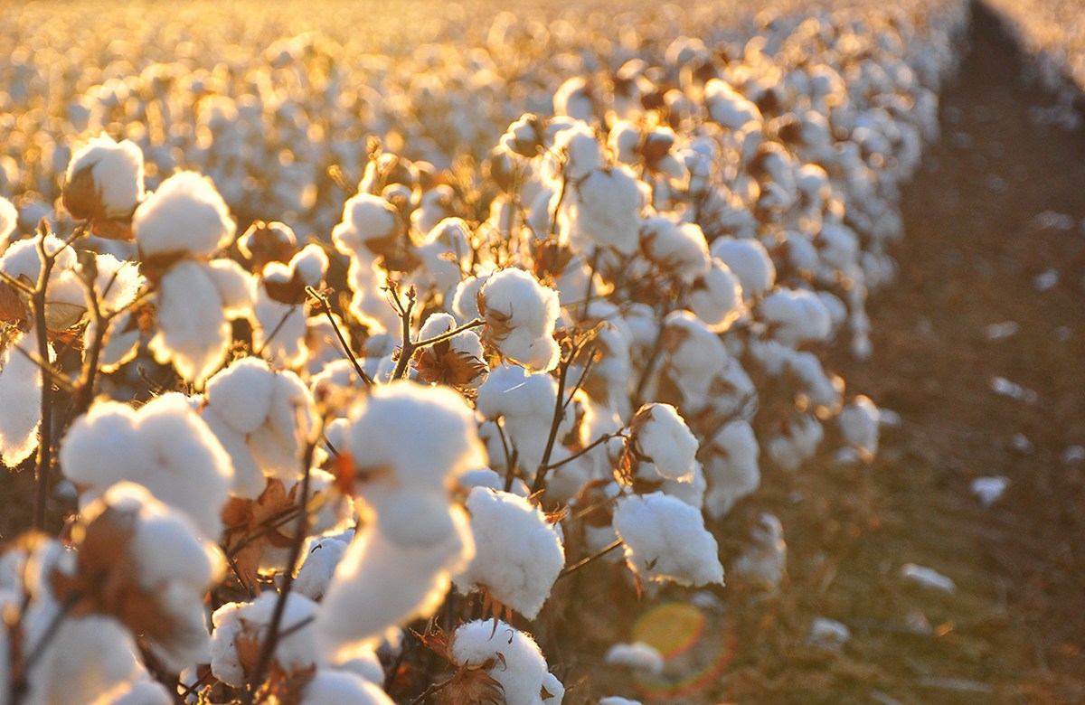 Roça de algodão