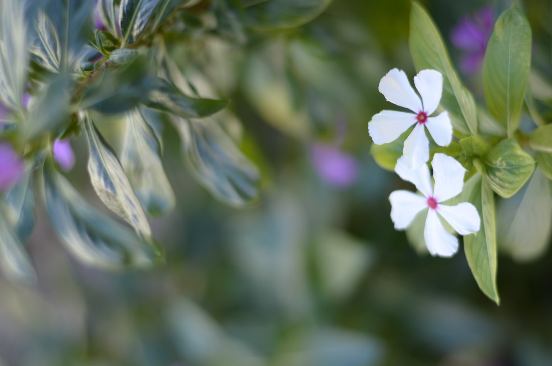 Foto "O comum é especial" de Lisanias Loback