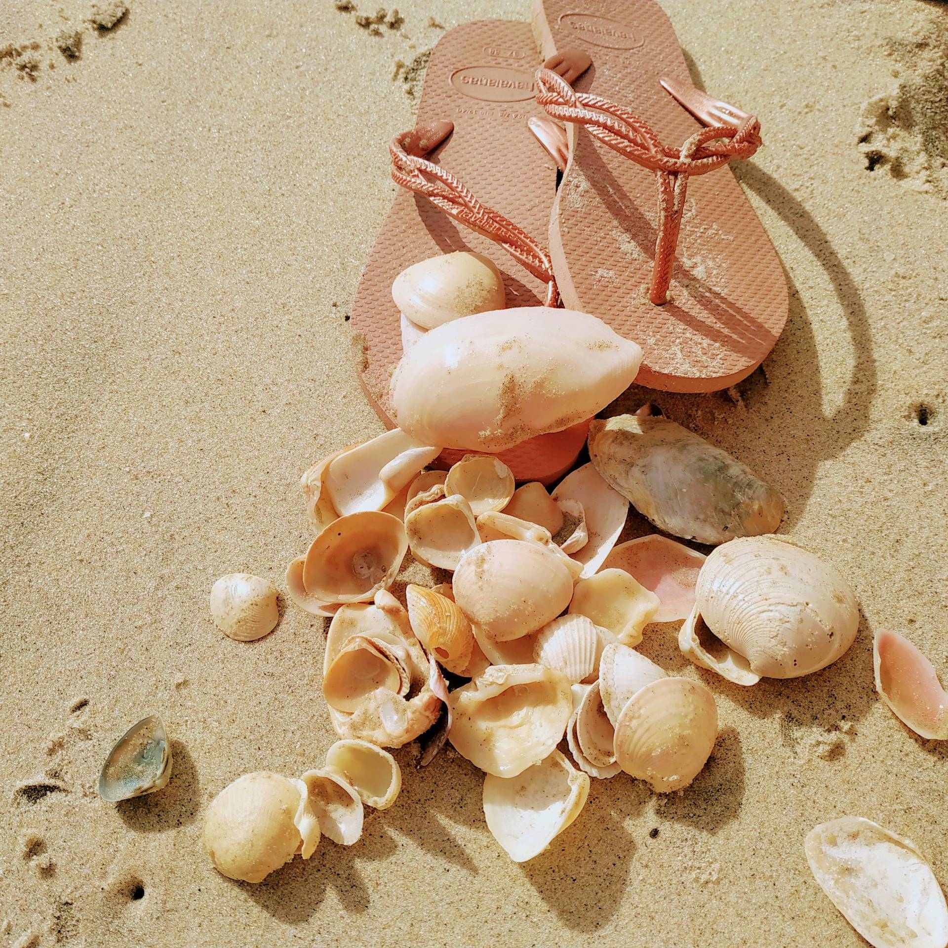 Conchas na areia
